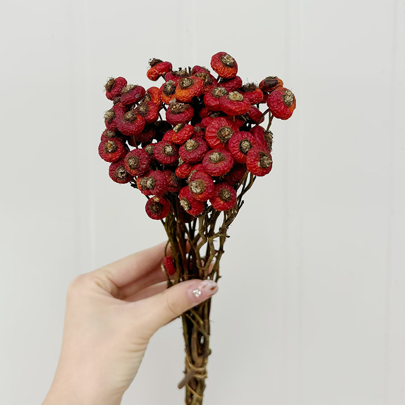 10 Unidades/Conjunto de Flores - Dried Flower Bulk avaliação e preço